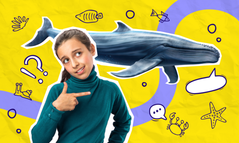 הלוויתן הכחול: מידע, מאפיינים וסטטיסטיקות מעניינות