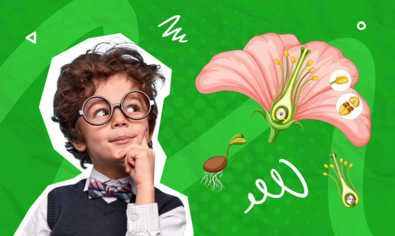 Cum să îi explici copilului componentele florii și rolul lor?