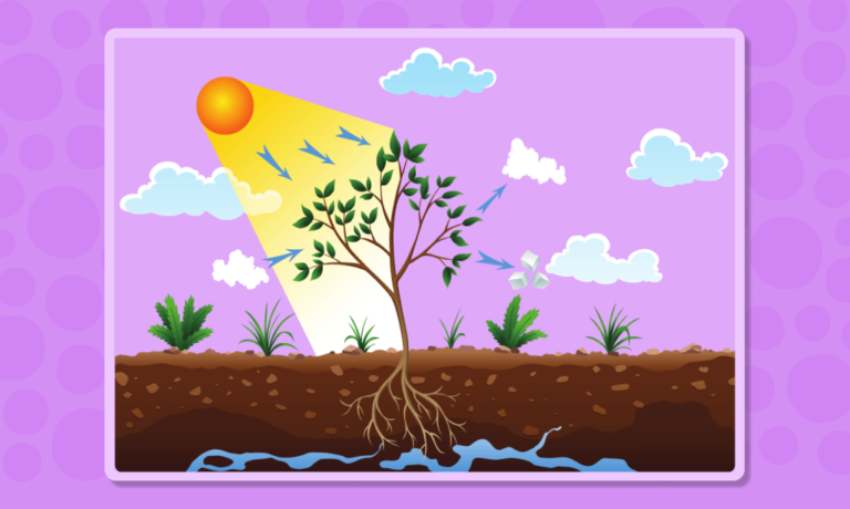 Fotosentez nedir? Fotosentez ve klorofil hakkında bilinmesi gerekenler!