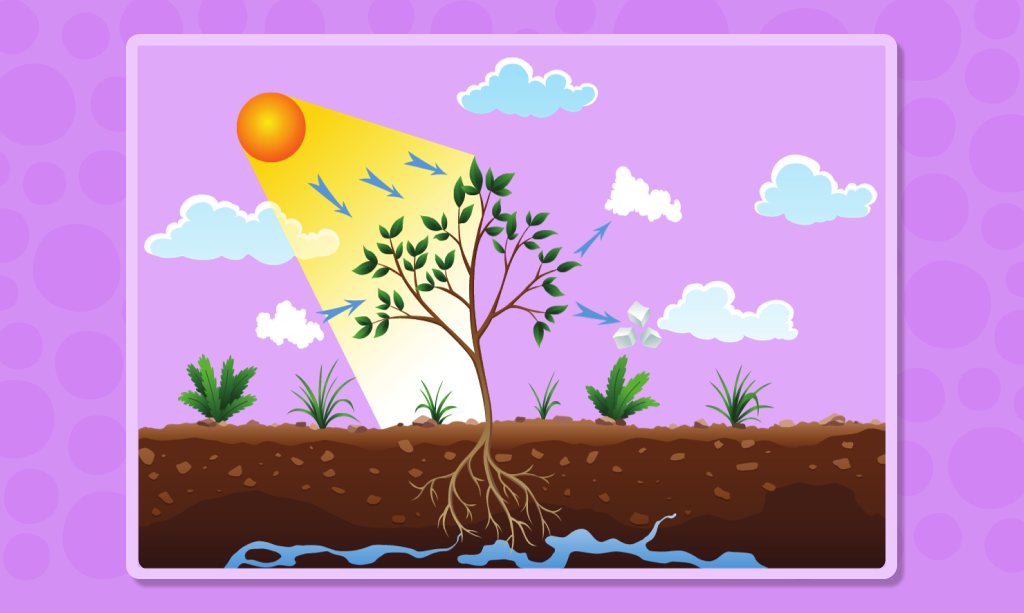 Fotosentez nedir? Fotosentez ve klorofil hakkında bilinmesi gerekenler!